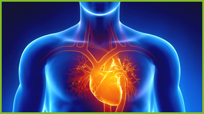 Загрязнение воздуха дизельными частицами ТЧ2.5 приводит к изменению структуры и функции сердца